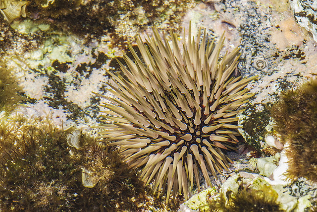 Burrowing Urchin, Echinometra mathaei