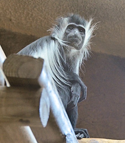 mammal monkey texas primate brownsville gladysporterzoo herbivorous nikond7000 nikkor18to200mmvrlens