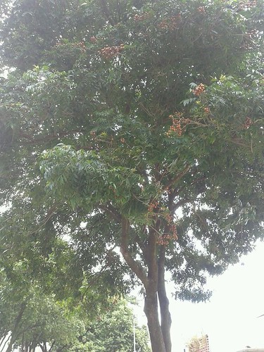 árvore brasilia