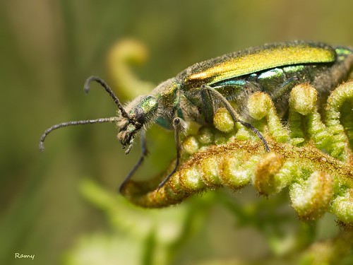 leica macro green insect lumix galicia cockroach leicadgmacroelmarit45mmf28 leicaelmarit45mmf28