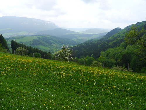 green meadow wiese grün niederösterreich rosental loweraustria hohewand schrattenbach steurer stixenstein gutensteineralpen fischauervorberge gutenmann