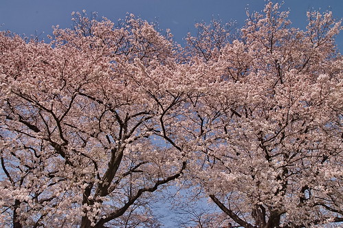 【写真】2013 桜 : 背割堤/2020-03-23/IMGP9702