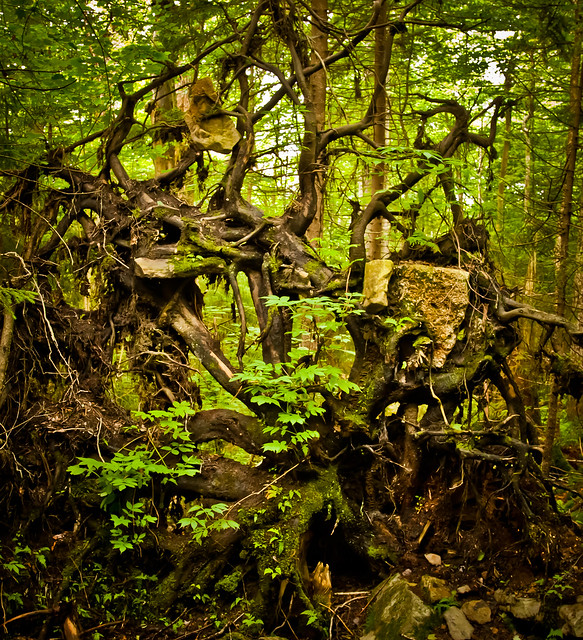 Uprooted in Gaudineer's Knob by Mike Fancher