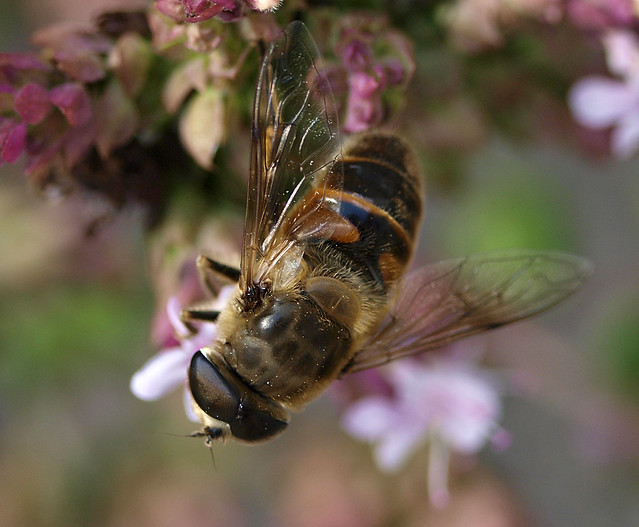 Drone Fly male - Eristalis tenax