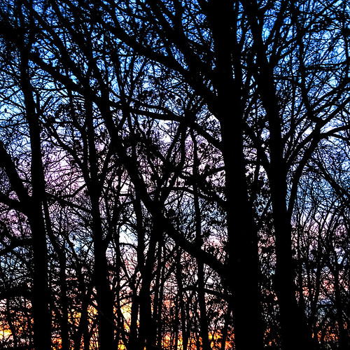 trees window glass forest small sunsets 365 woodcut 365project img3767
