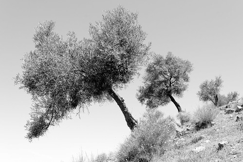 trees blackandwhite bw monochrome landscape mono three vanishingpoint pattern grove olive dry line diagonal receding leaning rhythm angled diminishing parched transverse ruby10 ruby20