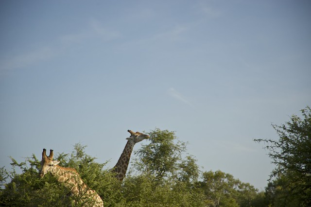 Sabi Sabi Private Game Reserve - Giraffes