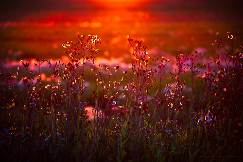 ca flowers sunset sunlight canada colors sunrise photography nikon bokeh saskatchewan wildflower d800 canadianphotographer rokeby ianmcgregor ianmcgregorphotographycom