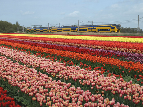 holland train spring colorful tulips keukenhof tulpen voorjaar virm 2013 sassenheim