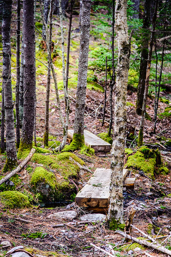 moss stream hiking maine trail sullivan logbridge hancockcounty frenchmanbayconservancy longledgespreserve