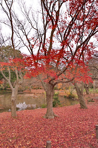 【写真】2012 紅葉 : 京都府立植物園/2019-04-01/IMGP8451