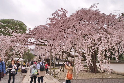 【写真】2013 桜 : 醍醐寺/2021-10-20/IMGP9063