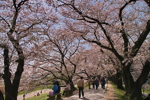 【写真】2013 桜 : 背割堤/2020-03-23/IMGP9685