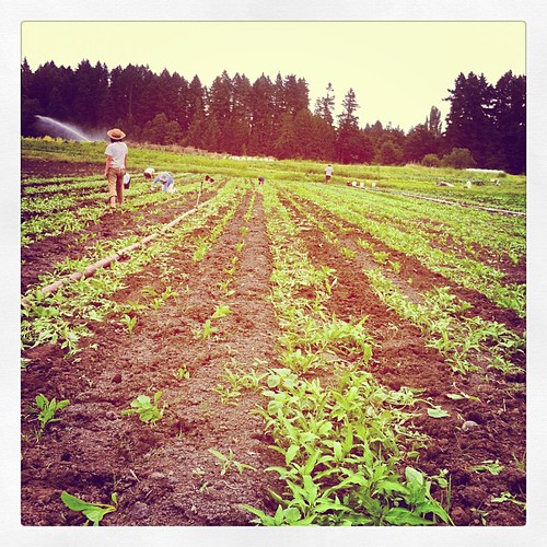 square toaster gardening farm squareformat beets local iphoneography instagramapp uploaded:by=instagram