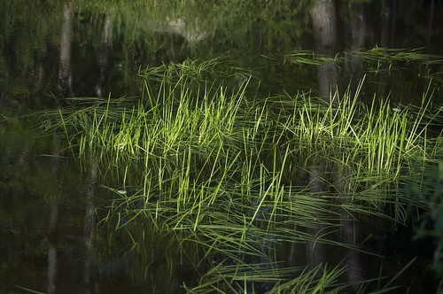 water grass pond nikon eau hampden herbe easterntownships d90 étang
