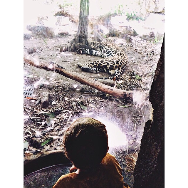 #pictapgo_app #zoomiami checking out the sleeping #jaguar #bigcats