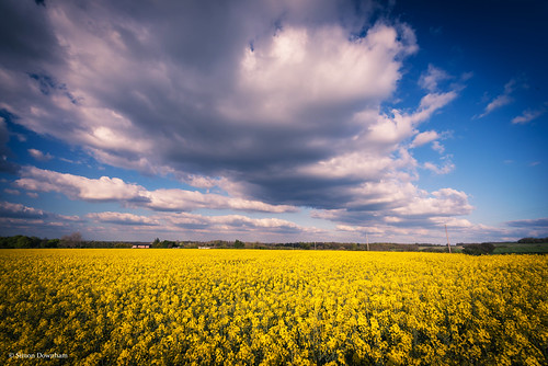 blue sky cloud field yellow clouds gold spring april fields basingstoke rapeseed cliddesden simondownham dsc554412x