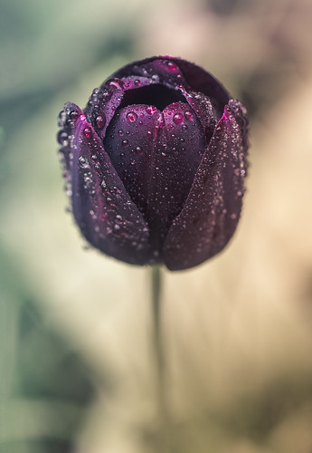 Black Tulip // 06 05 14