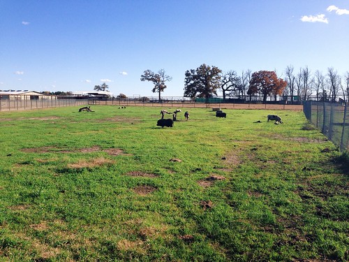 ranch rescue vegan texas pigs blackbeauty animalsanctuary murchison hsus
