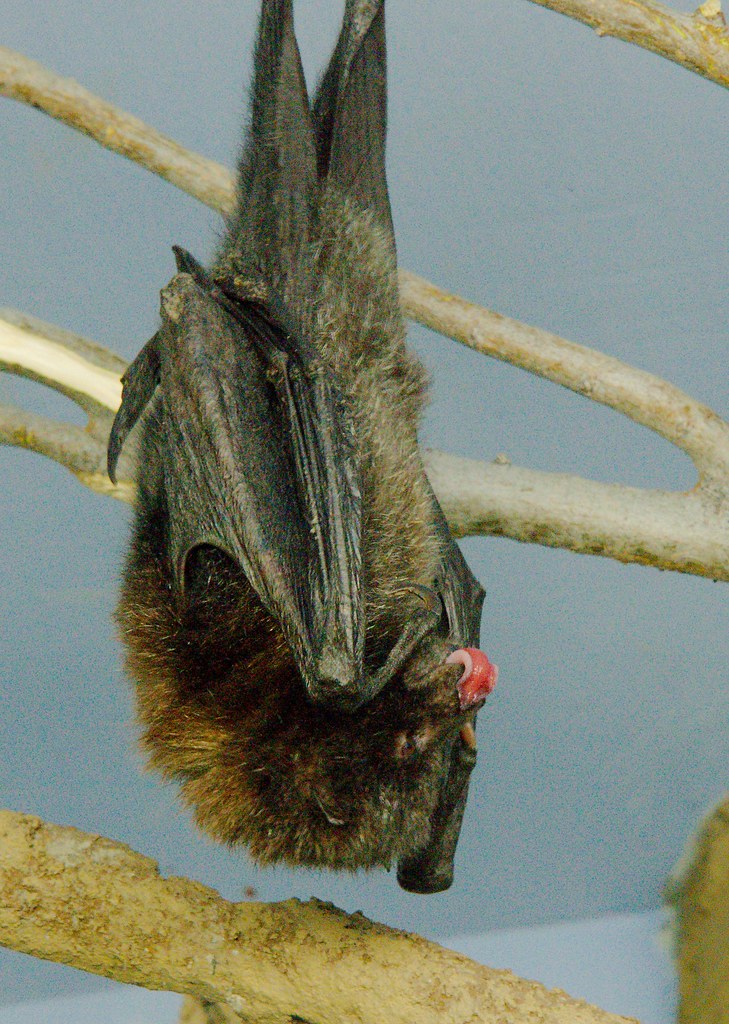 Rodrigues Fruit Bat (Pteropus rodricensis)