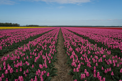 pink flowers blue red sky holland netherlands field yellow day tulips blossoms thenetherlands clear ens flevoland blooming