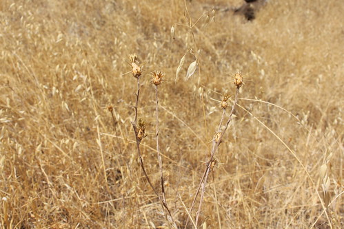 park plant nature grass canon river dead outdoors focus pointy different tan brush needle difference haystack canonrebel chico thorn grassland focused individual bidwellpark beoriginal canonrebelt5i