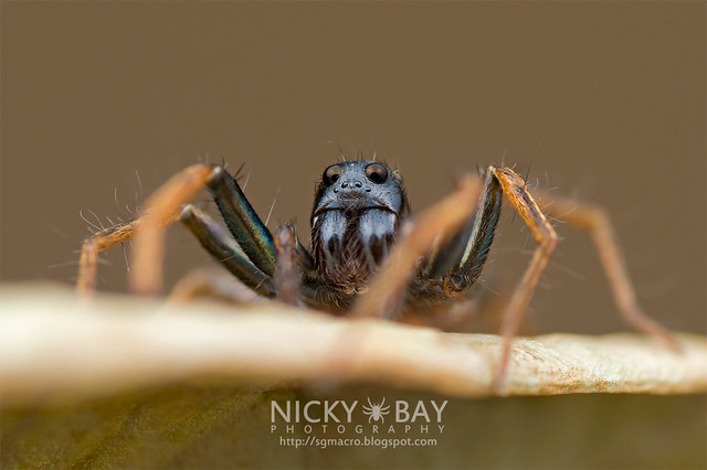 Wolf Spider (Lycosidae) - DSC_3442