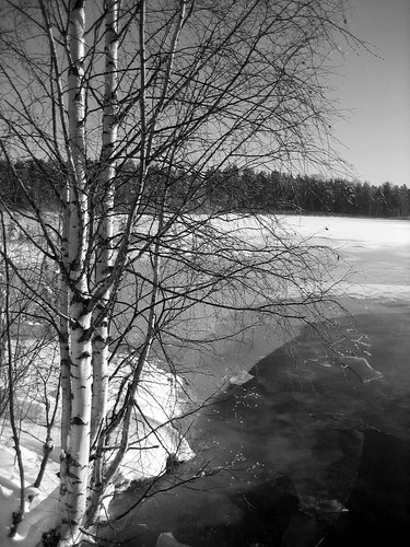 winter white lake snow black tree ice forest river landscape sweden 2006 iced birch sverige scandinavia scandinavian lycksele umeälven västerbotten canonixus55