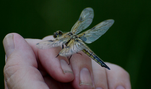 fauna tiere jung moore moor libelle insekt moores insekten naturschutzgebiet odonata libellen nsg renaturiert jungtier renaturierung niedermoor entpuppt derloben