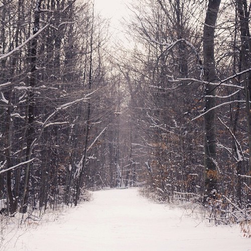 trees winter snow ontario forest square rondeau hiking path adventure explore chatham squareformat rondeauprovincialpark chathamkent iphoneography instagramapp uploaded:by=instagram vscocam exploreontario foursquare:venue=4e3707991838f619528b7b53