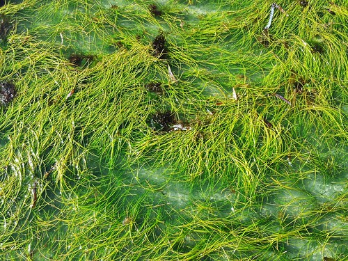 flickrandroidapp:filter=none seagrass seaweed panama2014 nature ocean bocasdeltoro shore tropical landscape plants happysleepy magdawojtyra happysleepycom artistlife
