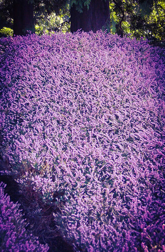 the Texture of Spring: a Mass of Purple Heather