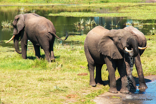 africa nature animals fauna canon southafrica wildlife ivory elephants mammals reserves kwazulunatal kzn 70d ndlovu tembeelephantpark hannessteyn canonefs18200mmf3556is canoneos70d emangusi