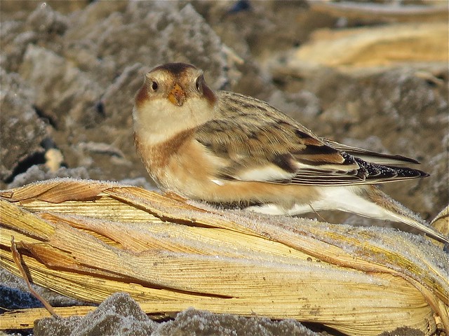 Snow Buntings at the Gridley Wastewater Treatment Ponds in McLean County, IL 14