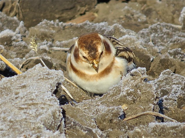 Snow Buntings at the Gridley Wastewater Treatment Ponds in McLean County, IL 52