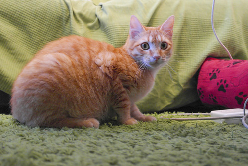 Bart, gatito rubio tímido esterilizado, un caramelo nacido en Agosto´14, en adopción. Valencia. ADOPTADO. 16374341220_18be0899f3