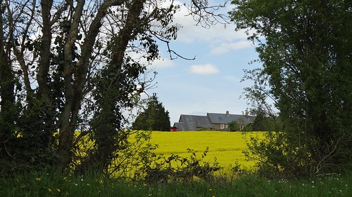 france tree yellow jaune landscape normandie paysage arbre calvados maisoncellespelvey