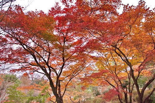 【写真】2012 紅葉 : 円山公園/2021-09-23/IMGP8000