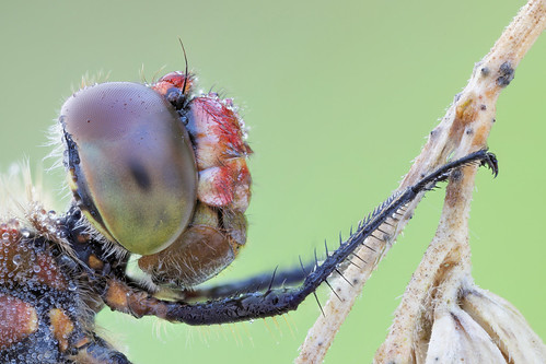 macro insect naturallight makro canonmpe65mm focusstack sympetrumsanguineum blutroteheidelibelle canoneos5dmarkii zerenestacker