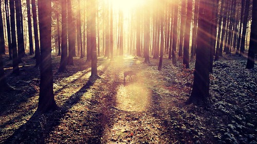 dog sun sunlight nature sunshine forest sunrise landscape switzerland shine joy cliché hcs