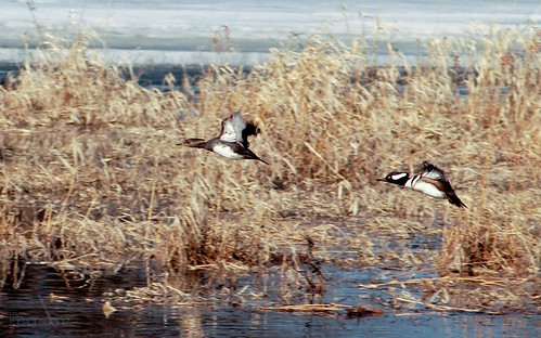 male nature female ducks birdwatcher lophodytescucullatus hoodedmerganzers jpmlamontagne