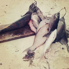 Catch of the day - My hipstamatic Seychelles #seychelles #mahe #beach #ocean