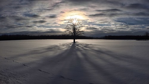 morning winter shadow tree field rise lonetree spirithands ramara robertsnache facebooklandscape