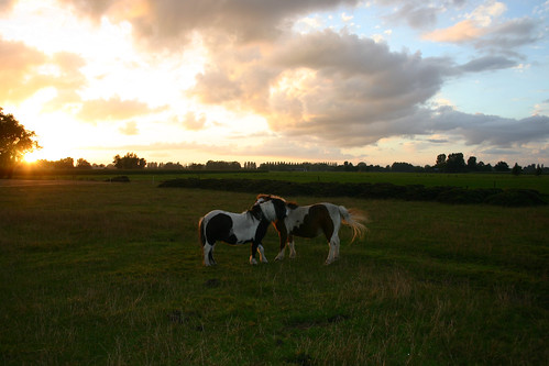sunset horses zonsondergang nederland netherland teuge paarden
