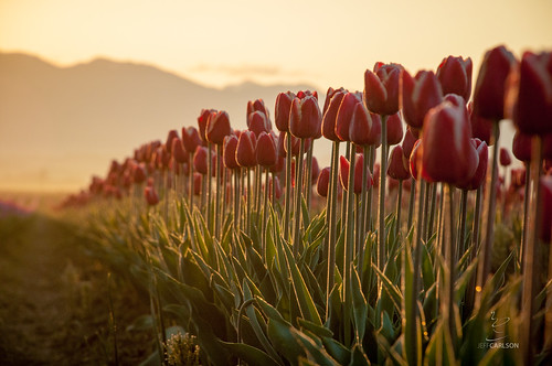 farm fields jeffcarlson laconnor morning mountvernon sunrise tulipfestival tulips washington unitedstates