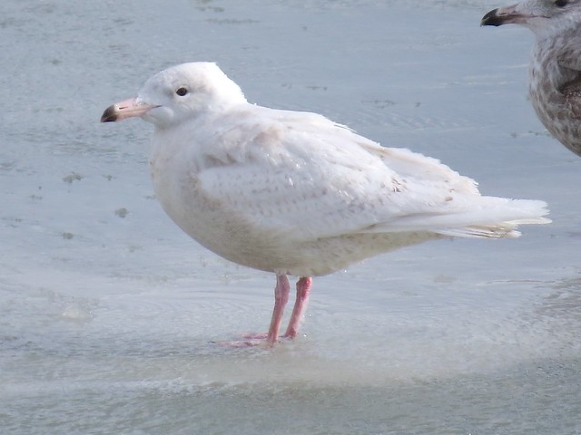 Glaucous Gull (1st Cycle) at North Point Marina in Lake County, IL 02