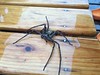 Photo：Domestic huntsman spider By Sudachi