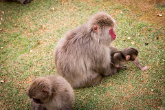 Iwatayama Monkey Park at Arashiyama, Kyoto