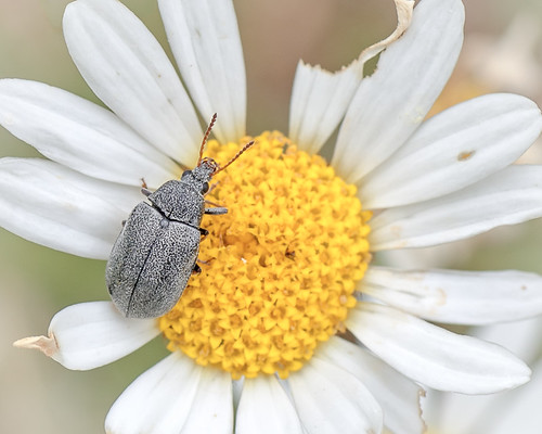 macro bug beetle coleoptera mycteridae mycterous
