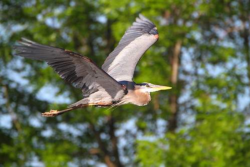great blue heron greatblueheron richmondgreen birdinflight flight